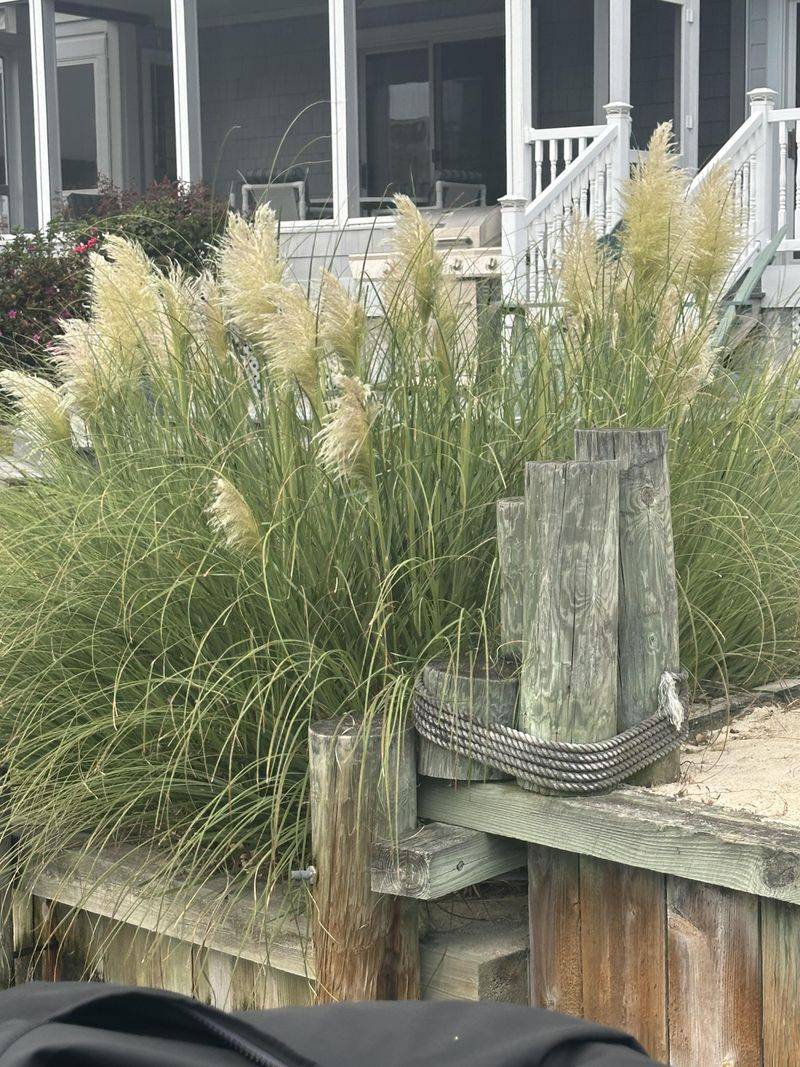 Pampas Grass Starts Creating Space Problems Surprisingly Fast Pampas Grass Starts Creating Space Problems Surprisingly Fast