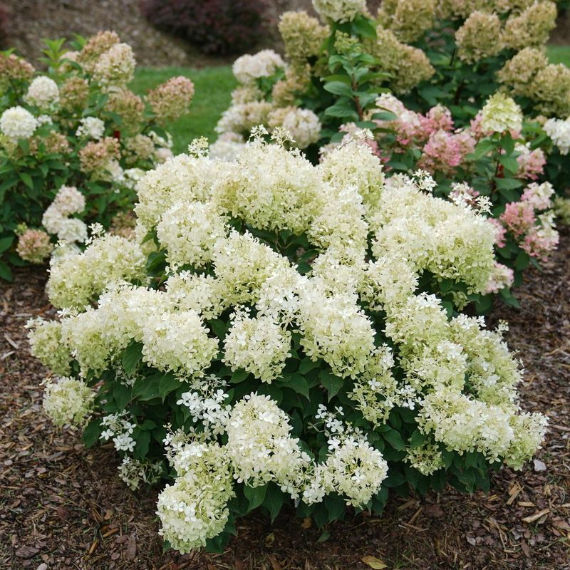 Panicle And Smooth Types Need Earlier Pruning