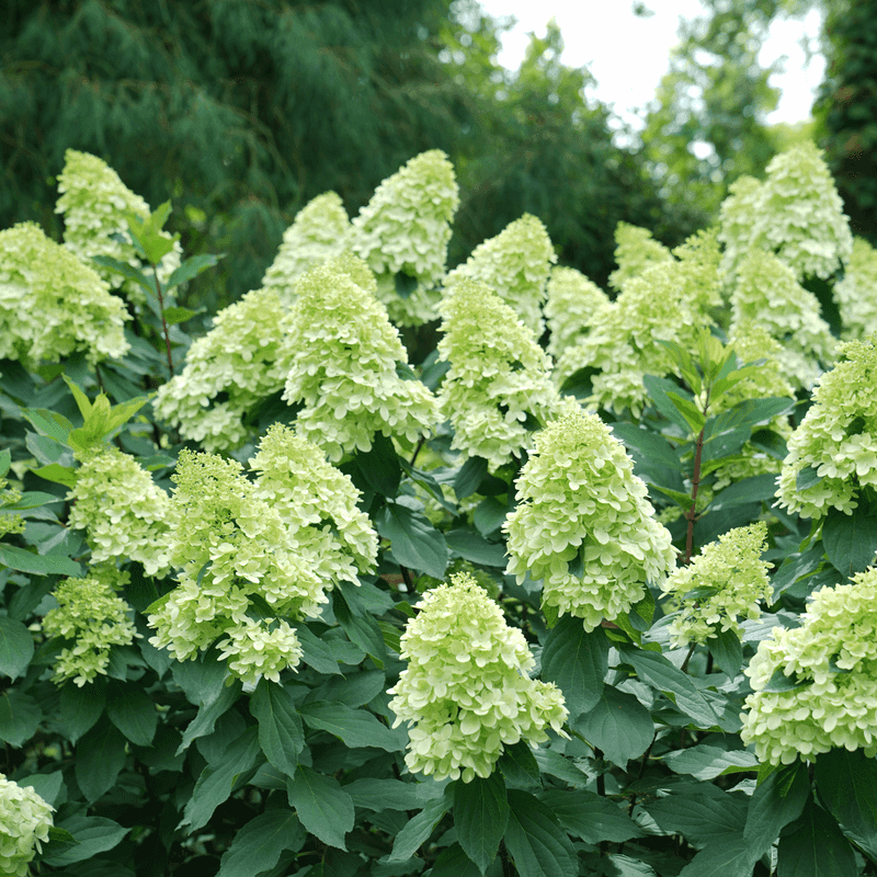 Panicle Hydrangea Rebounds Well After Cutback
