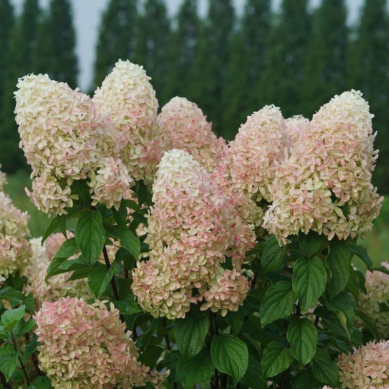 Panicle Hydrangea: The Reliable Summer Bloomer