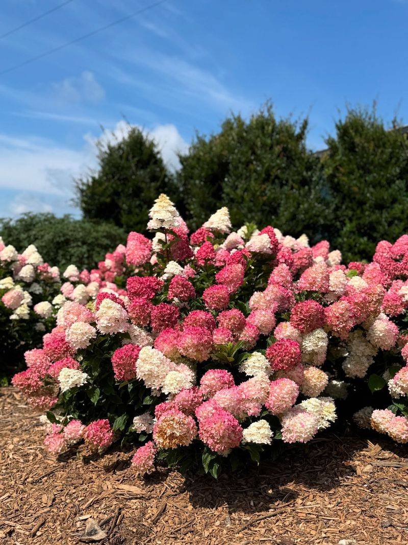 Panicle Hydrangea