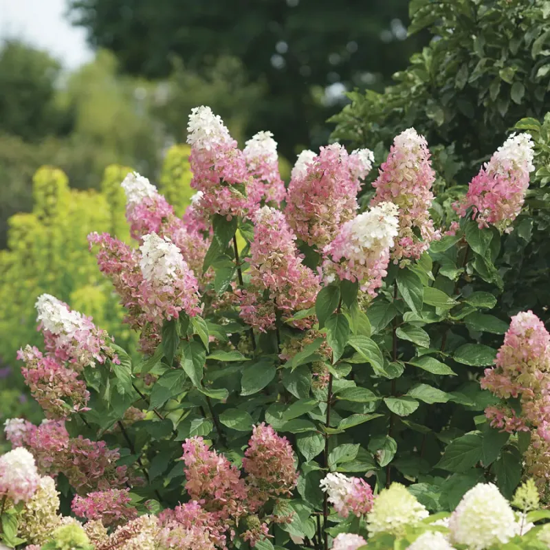 Panicle Hydrangeas Are The Safest Choice For Cold Gardens