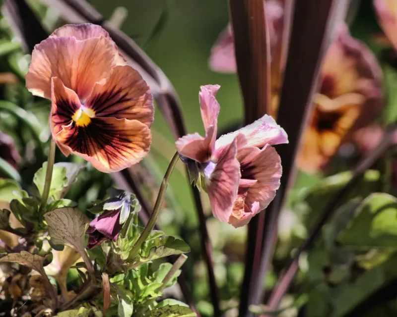 Pansies Fade Fast Once Ohio May Starts Warming Up