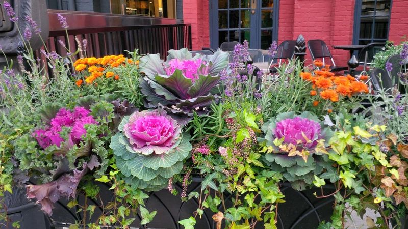 Pansies & Ornamental Cabbage Pansies & Ornamental Cabbage