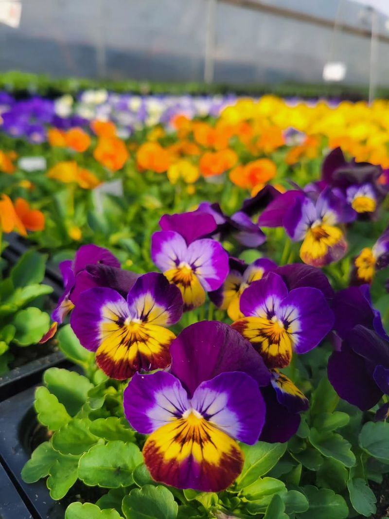 Pansies (Viola x wittrockiana) Struggle Once Heat Builds Pansies (Viola x wittrockiana) Struggle Once Heat Builds