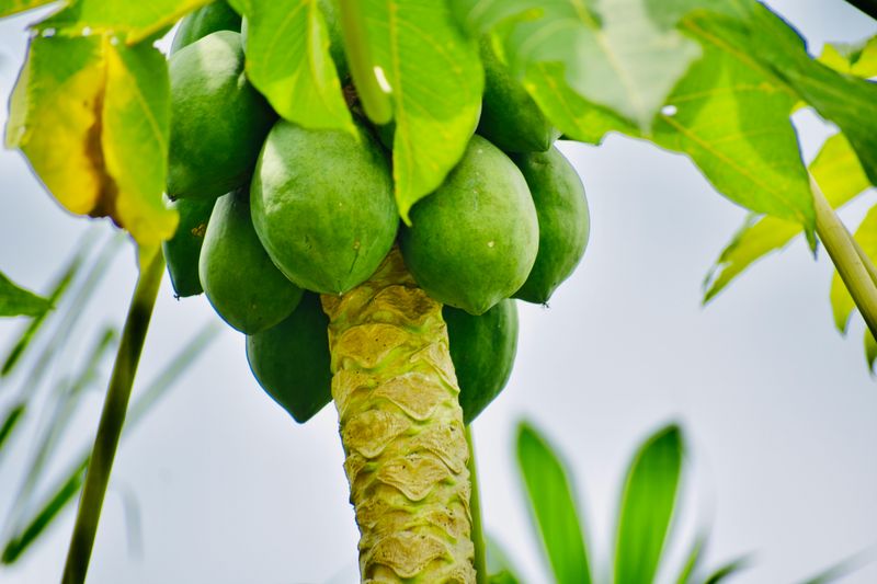 Papaya Grows Fast In Warm Protected Spots