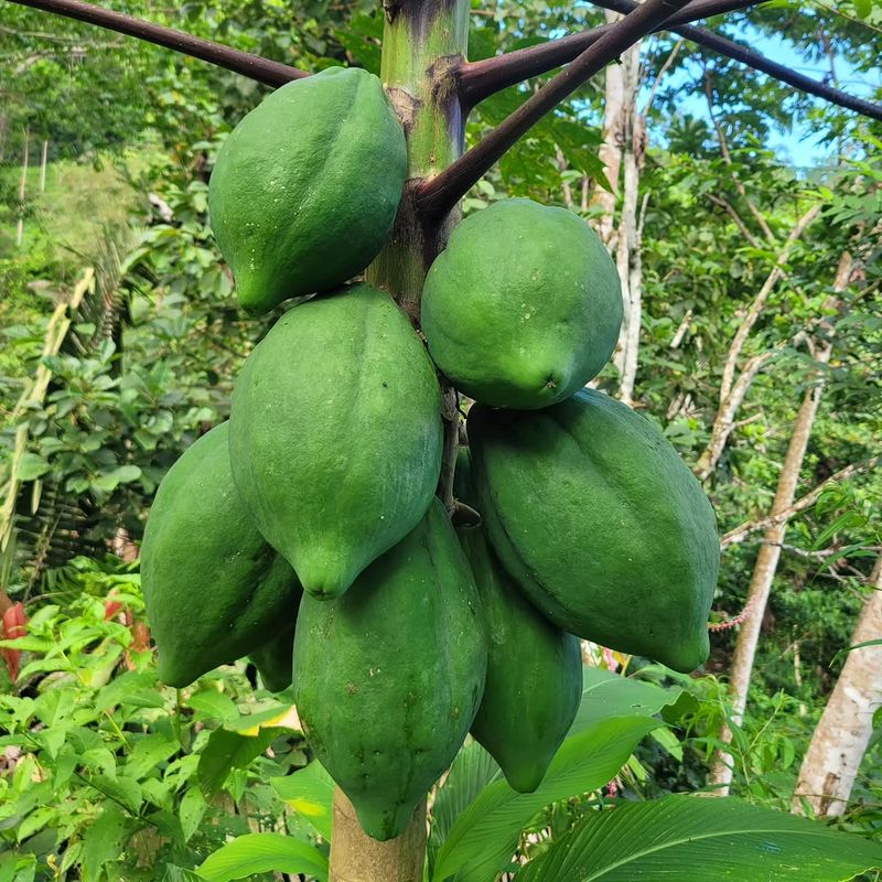Papaya Plants Grow Fast During Summer Heat
