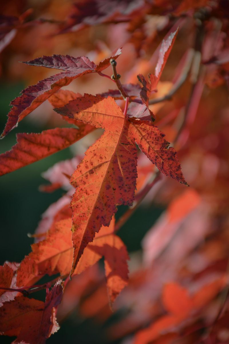 Paperbark Maple 