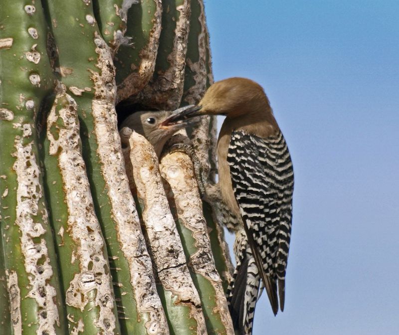 Parent Birds Search More Actively For Food