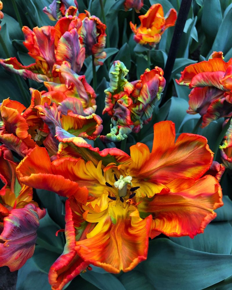 Parrot Tulips (Tulipa Parrot Hybrids)