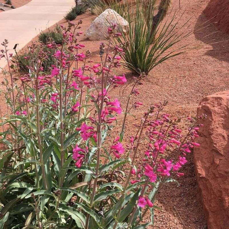 Parry's Penstemon Adapts Well To Thin Desert Soil
