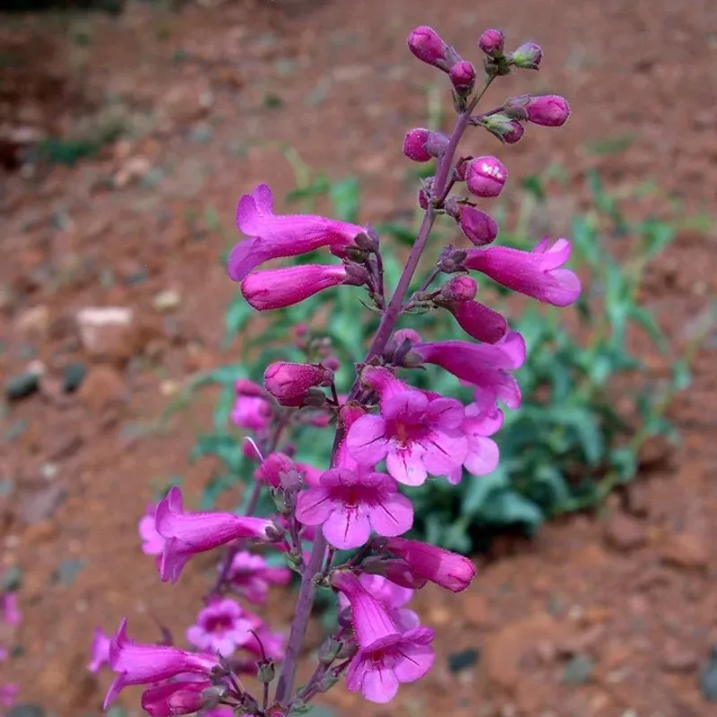 Parry's Penstemon Fills Gaps With Spring Color