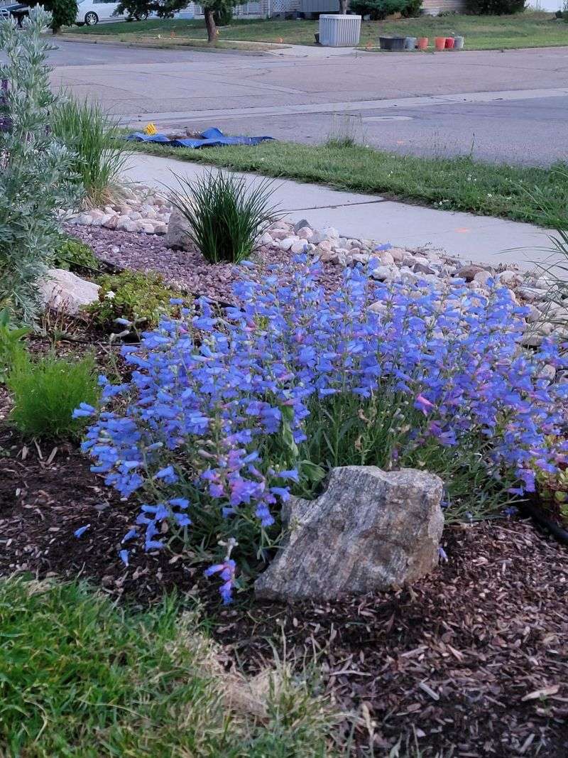 Parrys Penstemon Produces Blue Purple Spring Blooms