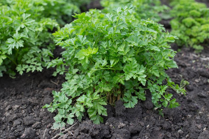 Parsley Adds Fresh Leaves In Part Shade