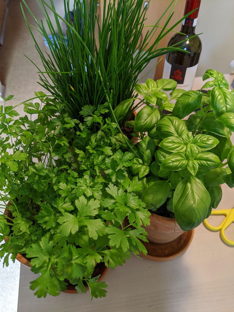 Parsley And Chives Handle Cooler Oregon Weather