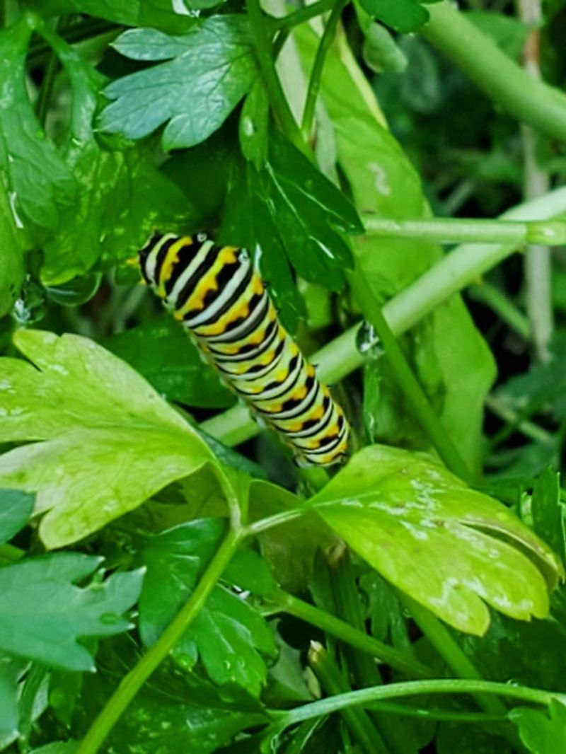 Parsley Feeds Swallowtail Caterpillars And The Kitchen