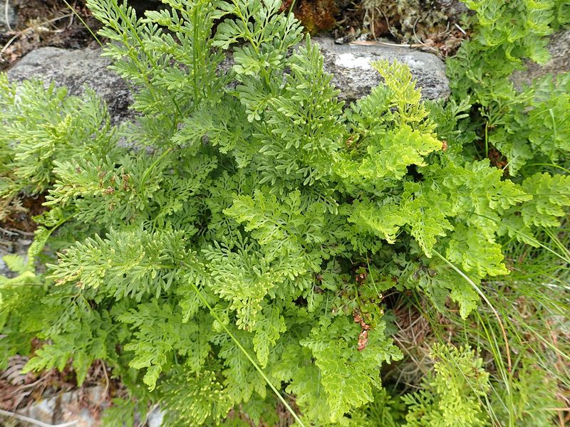 Parsley Fern