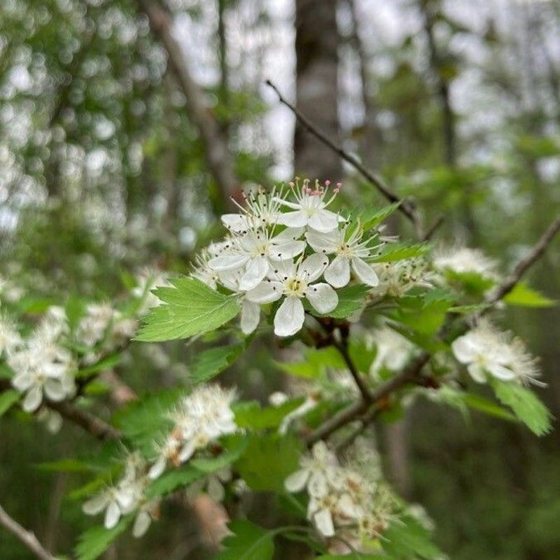 Parsley Hawthorn Parsley Hawthorn
