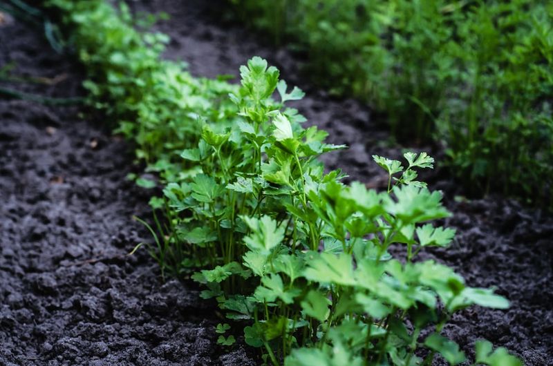 Parsley Helps Bring Helpful Insects To Tomato Gardens