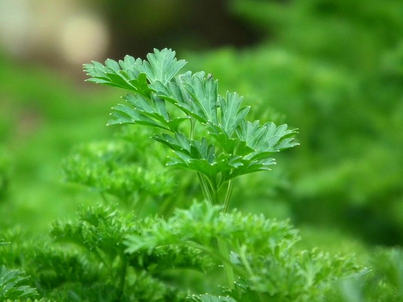 Parsley Keeps Beds Looking Fresh And Useful