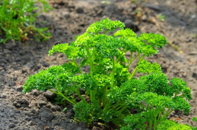 Parsley Prefers Relief From Harsh Sun