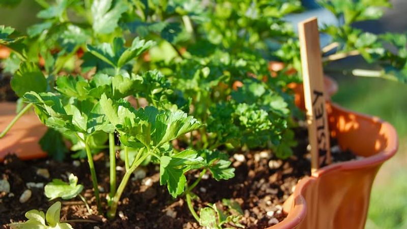 Parsley Prefers Wetter Soil Than Rosemary Parsley Prefers Wetter Soil Than Rosemary