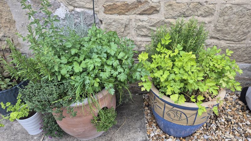 Parsley Stays Useful In Part-Shade Pots