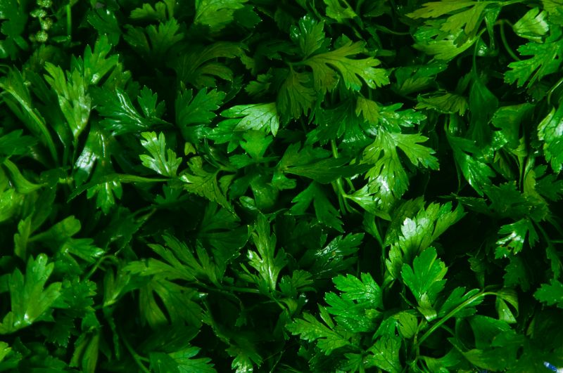 Parsley Wants More Moisture Than Rosemary Likes