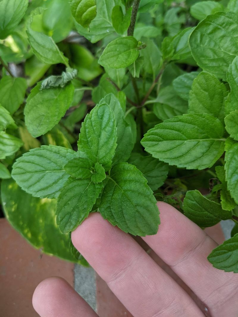Mint