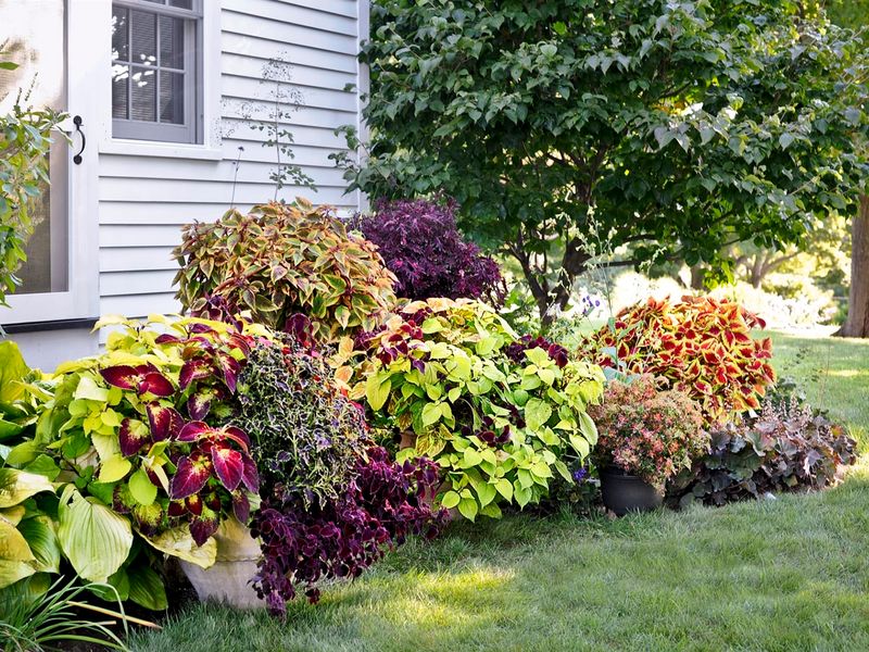 Part Shade Helps Coleus Hold Its Color