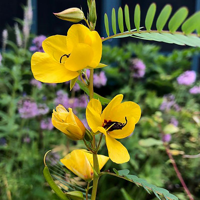 Partridge Pea Gives Cardinals Seeds After Its Yellow Flowers Fade Partridge Pea Gives Cardinals Seeds After Its Yellow Flowers Fade