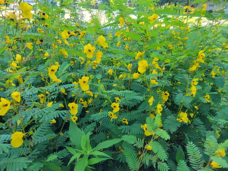 Partridge Pea Grows Fast In One Michigan Season