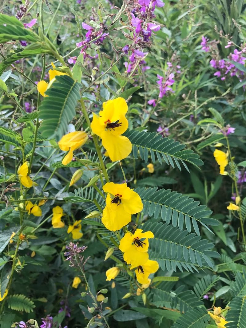 Partridge Pea Readily Reseeds In The Right Setting