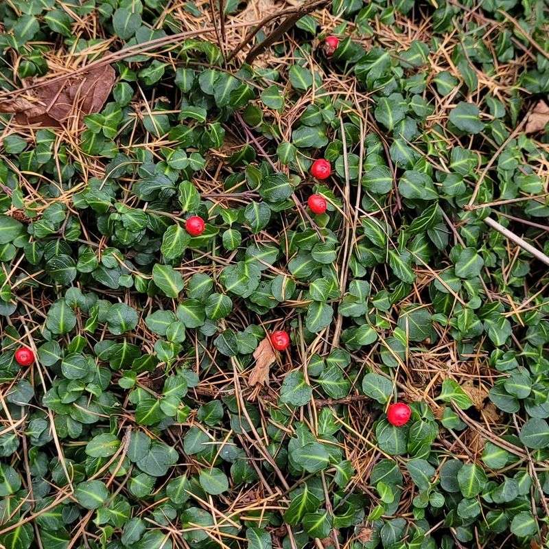 Partridgeberry