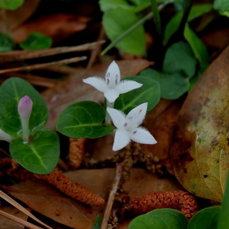 Partridgeberry Partridgeberry