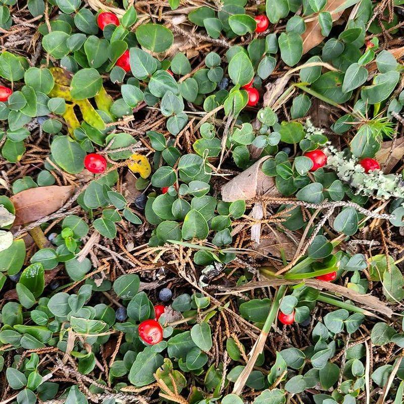 Partridgeberry