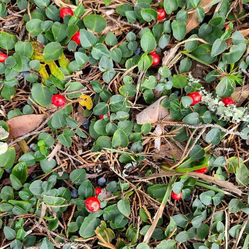 Partridgeberry Slowly Fills Shaded Garden Beds