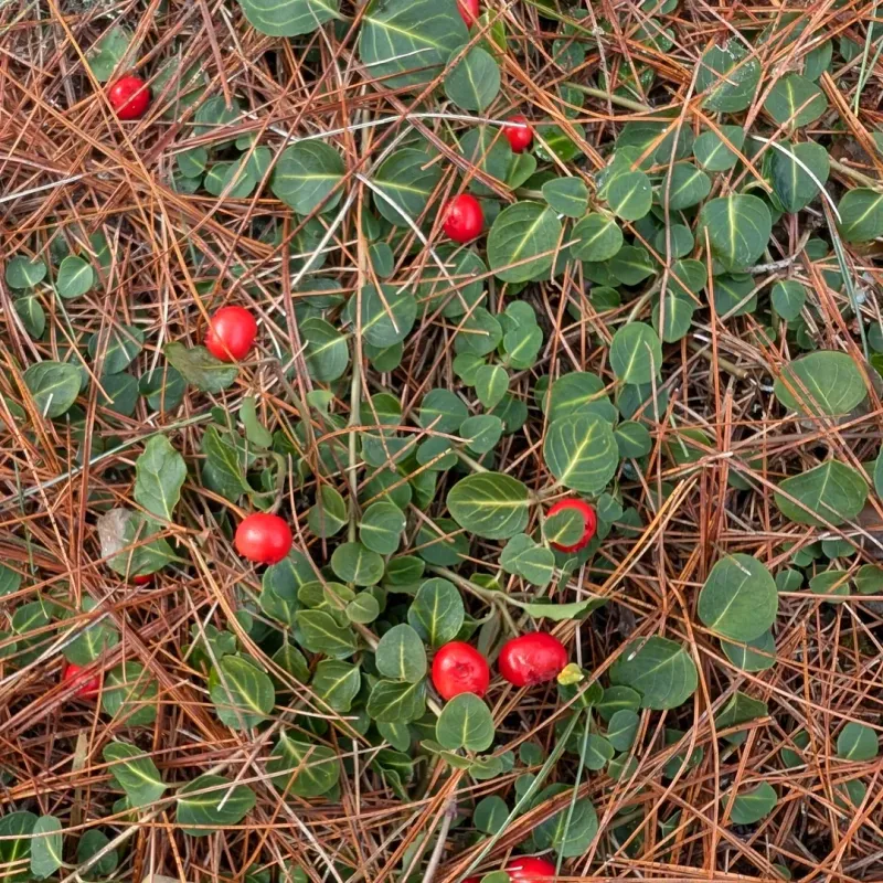 Partridgeberry