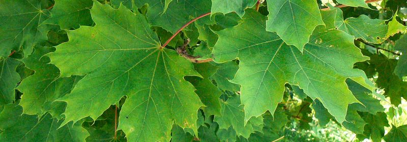 Pass On Norway Maple For Healthier Shade