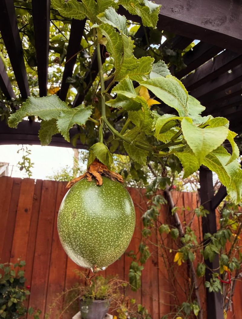 Passion Fruit Climbs Best On A Sunny Trellis