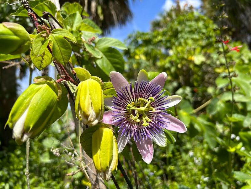 Passion Vine Offers Tropical Privacy
