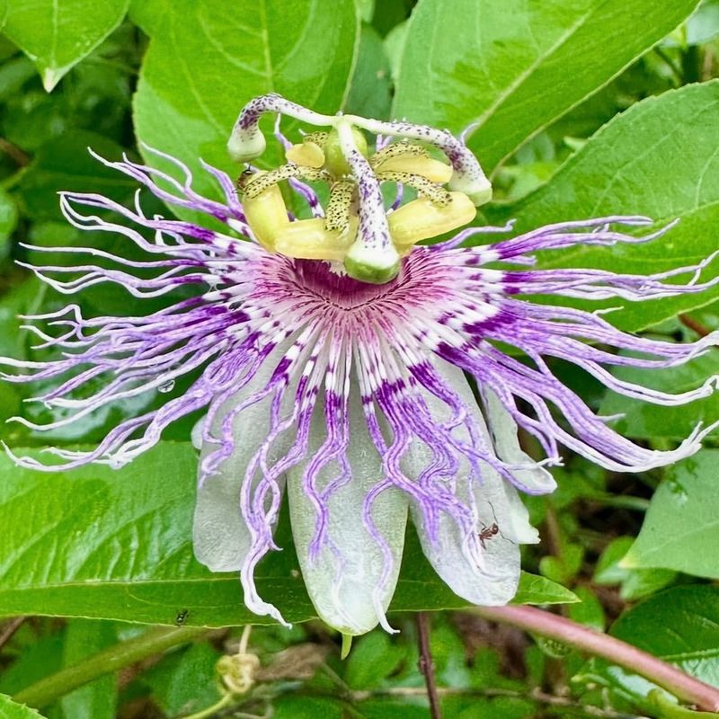 Passionflower