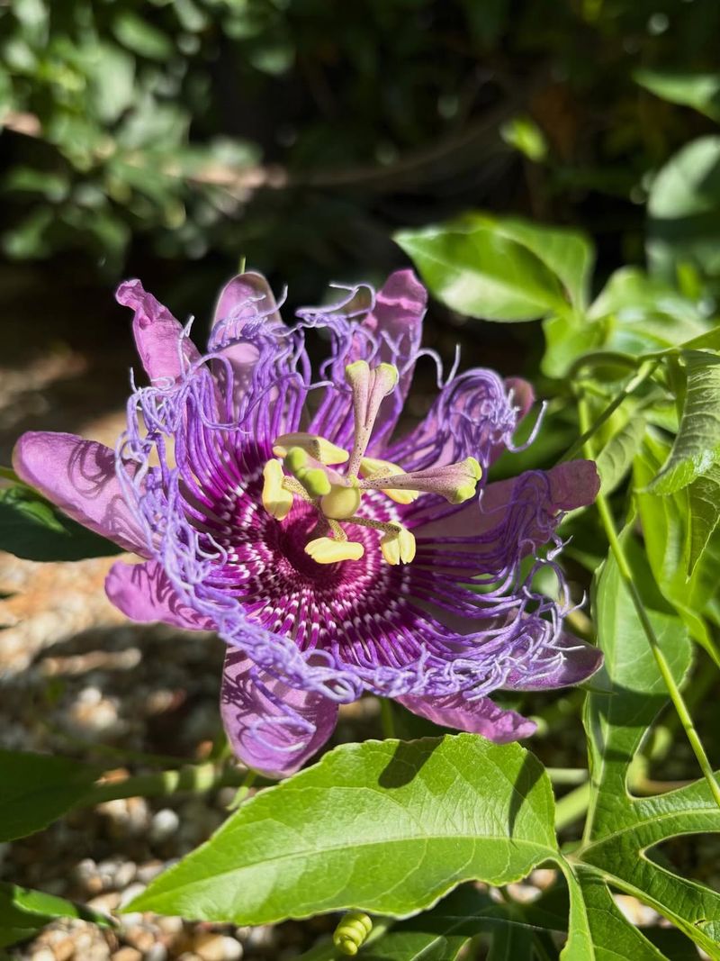 Passionflower Adds Exotic Blooms To Garden Trellises