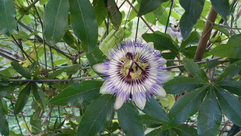 Passionflower Covers With Summer Energy Passionflower Covers With Summer Energy