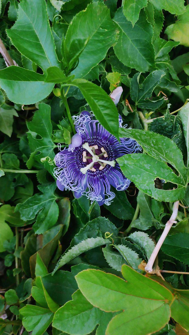 Passionflower (Passiflora Incarnata)