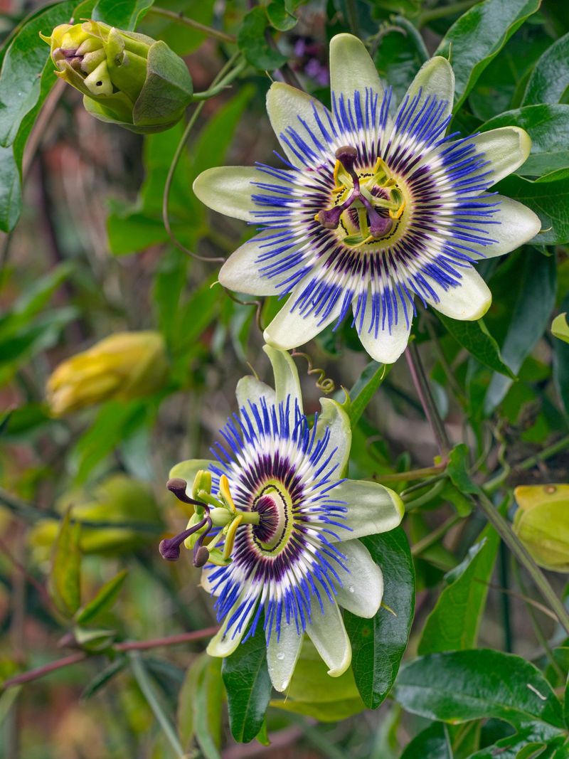 Passionflower Runs With Summer Energy