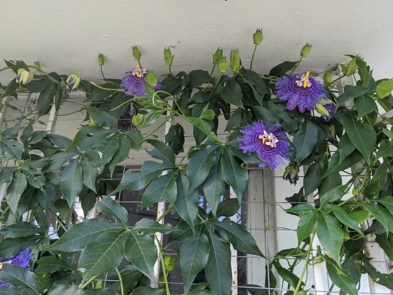 Passionflower Turns A Fence Into A Pollinator Magnet