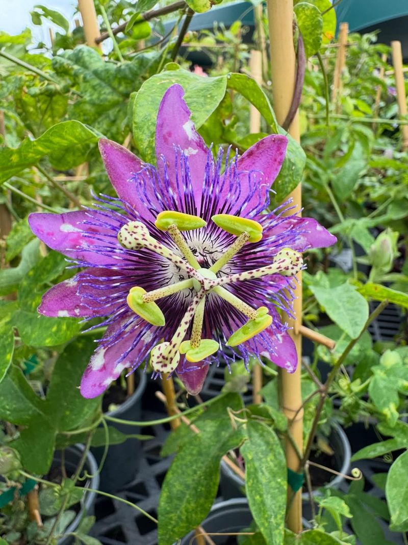Passionflower Vine Produces Exotic Looking Blooms Along Fences Passionflower Vine Produces Exotic Looking Blooms Along Fences