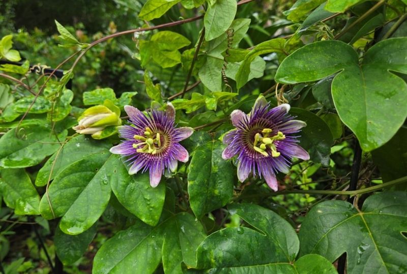 Passionflower Vine