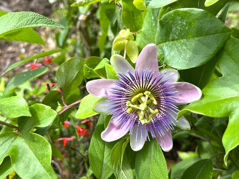 Passionflower Vines Grow Rapidly During Warm Months
